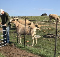 Gilgraves Vineyard Farmstay - Accommodation Whitsundays
