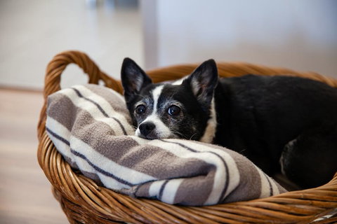 Kingaroy Country Motel - Accommodation Whitsundays 3