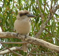 kookaburra nest - Accommodation Whitsundays