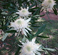Lyrebird Gully Retreat - Accommodation Whitsundays