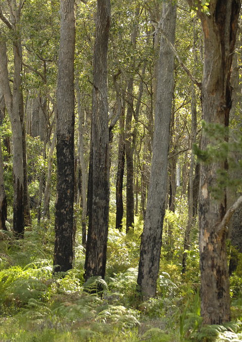 Margarets Forest - Accommodation Whitsundays 36