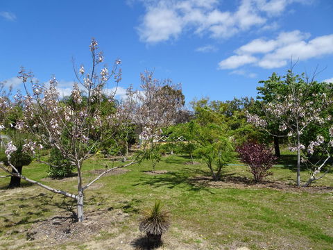 Majestichomestead B&B - Accommodation Whitsundays 27