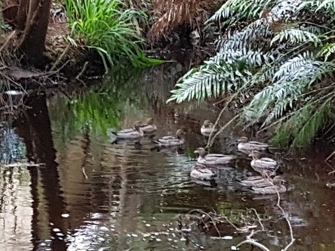 Strahan Retreat Holiday Park - Accommodation Whitsundays 24