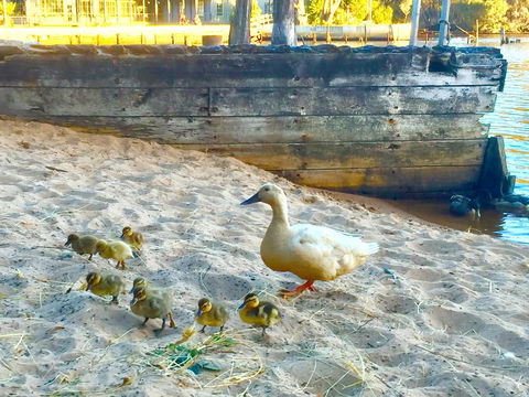 Wandering Geese Boutique Bed And Breakfast - Accommodation Whitsundays 3