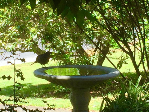 Wandering Geese Boutique Bed And Breakfast - Accommodation Whitsundays 19