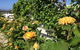 Garden By The Beach - Gateway To The East Coast, Close To Airport - thumb 25