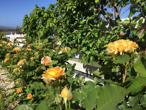 Garden By The Beach - Gateway To The East Coast, Close To Airport - Accommodation Whitsundays 25