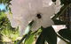 Garden By The Beach - Gateway To The East Coast, Close To Airport - thumb 14