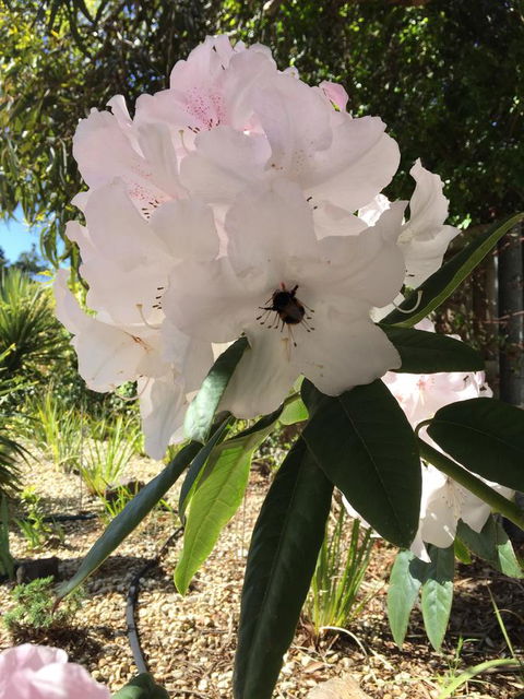 Garden By The Beach - Gateway To The East Coast, Close To Airport - Accommodation Whitsundays 14