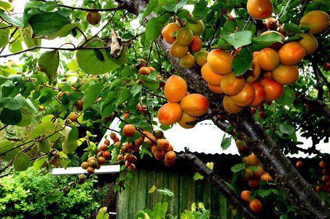 Eureka Farm - Accommodation Whitsundays 8