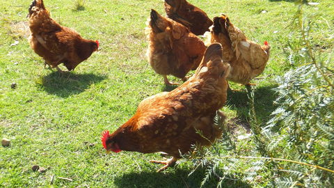 Eureka Farm - Accommodation Whitsundays 27