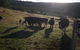 Hamlet Downs Country Accommodation - thumb 24