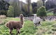 Hamlet Downs Country Accommodation - thumb 6