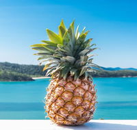 Pineapple House Whitsundays - Accommodation Whitsundays