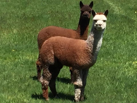Raynella Alpaca Farmstay - Accommodation Whitsundays 3