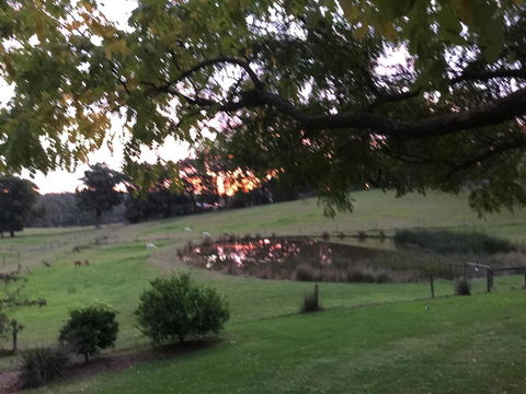 Raynella Alpaca Farmstay - Accommodation Whitsundays 2