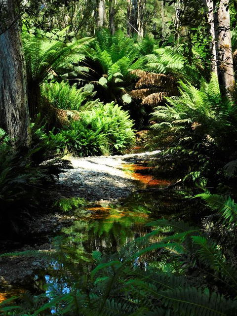 Shakespeare's Wilderness Chalet - Accommodation Whitsundays 3