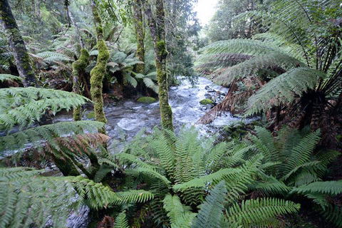 Lemonthyme Wilderness Retreat - Accommodation Whitsundays 21