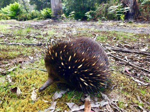 Lemonthyme Wilderness Retreat - Accommodation Whitsundays 13