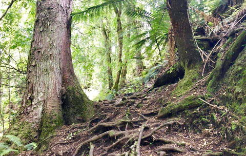 Lemonthyme Wilderness Retreat - Accommodation Whitsundays 23