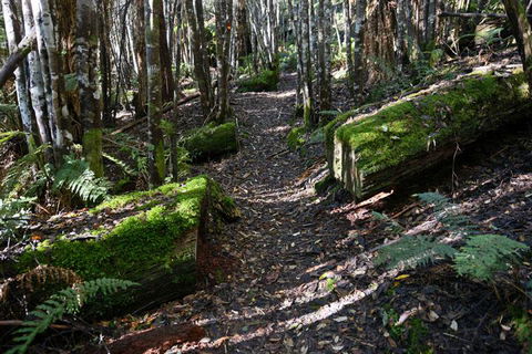 Lemonthyme Wilderness Retreat - Accommodation Whitsundays 22