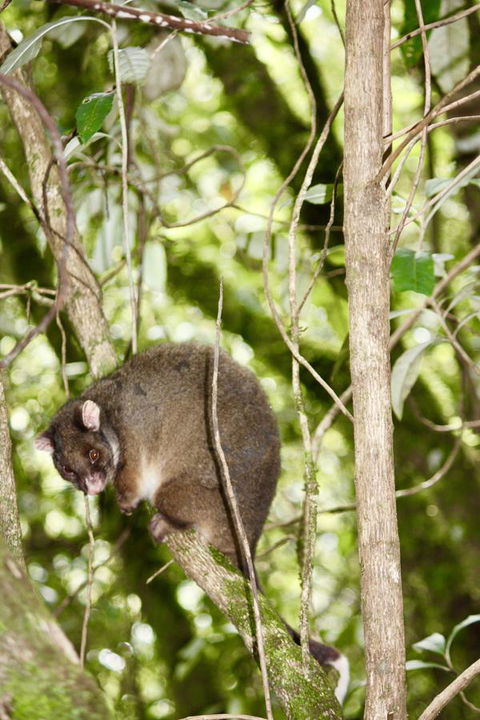 Lemonthyme Wilderness Retreat - Accommodation Whitsundays 26