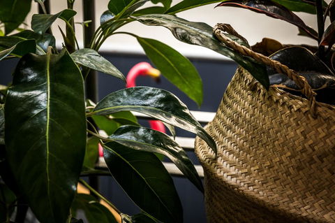 Alabama Hotel Hobart - Accommodation Whitsundays 25