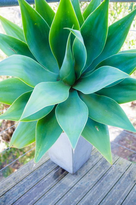 Ocean View Treetops Retreat - Accommodation Whitsundays 10