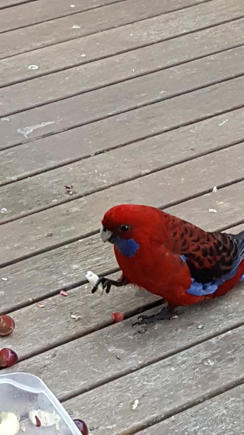 Wilsons Promontory Motel - Accommodation Whitsundays 24