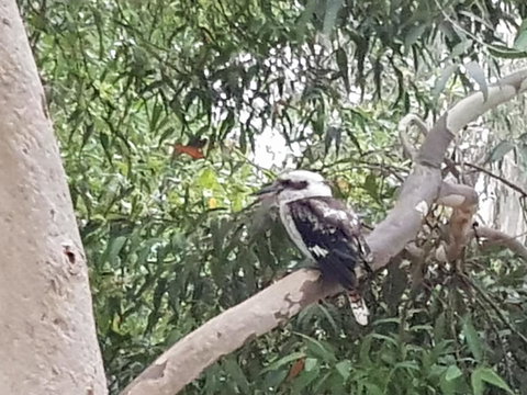 Wilsons Promontory Motel - Accommodation Whitsundays 26