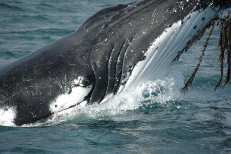 Wilsons Promontory Motel - Accommodation Whitsundays 42