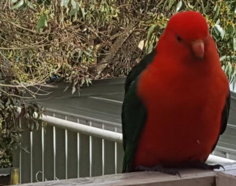 Wilsons Promontory Motel - Accommodation Whitsundays 23