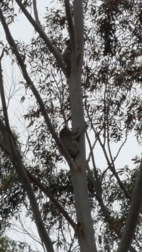 Wilsons Promontory Motel - Accommodation Whitsundays 29