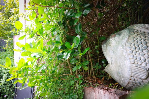 Capella Villa No. 4 - Stunning Luxury Decor Inside And Out - Accommodation Whitsundays 15