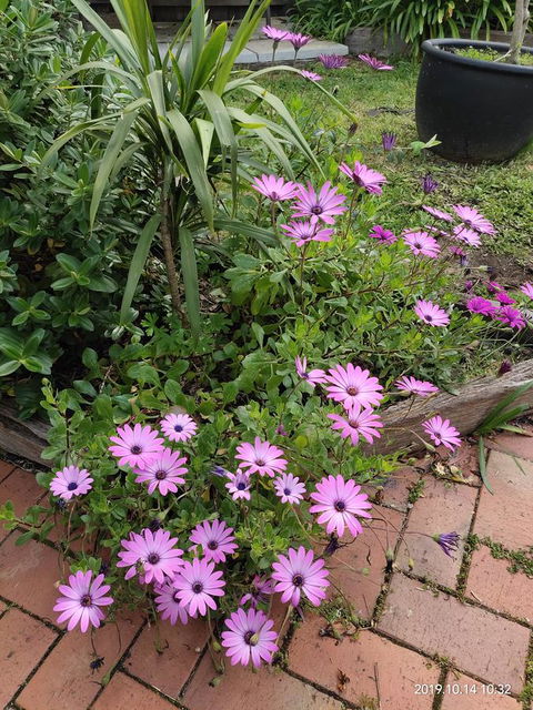 Coachman Motel And Holiday Units - Accommodation Whitsundays 15