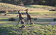 Yarra Valley Lodge - thumb 38
