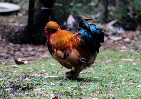 Tomah Retreat - Relax & Heal At UNWIND - Accommodation Whitsundays 3