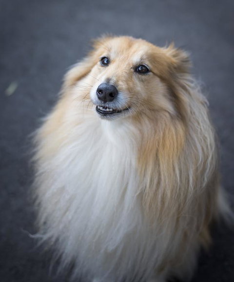 Walhalla Wild Cherry - Accommodation Whitsundays 3