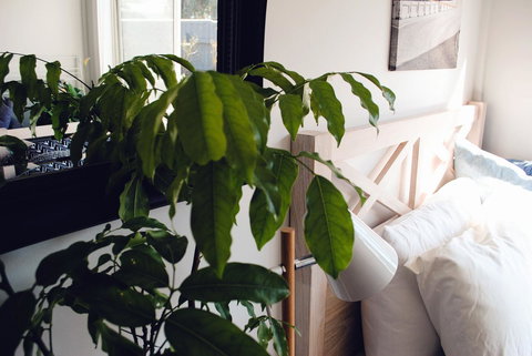 Bed Of Roses - Accommodation Whitsundays 24