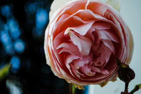 Bed Of Roses - Accommodation Whitsundays 36