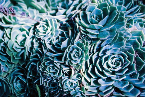 Bed Of Roses - Accommodation Whitsundays 32