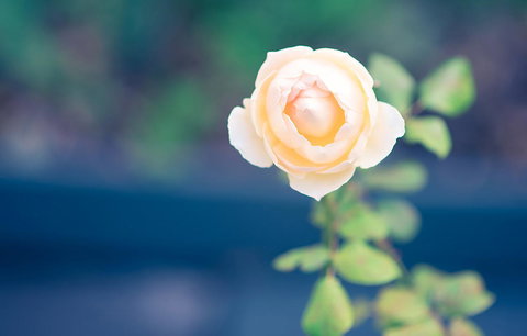 Bed Of Roses - Accommodation Whitsundays 14