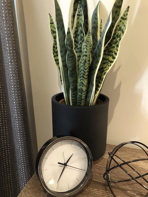 Minni Gums - Accommodation Whitsundays 26