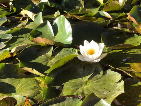 Minni Gums - Accommodation Whitsundays 1