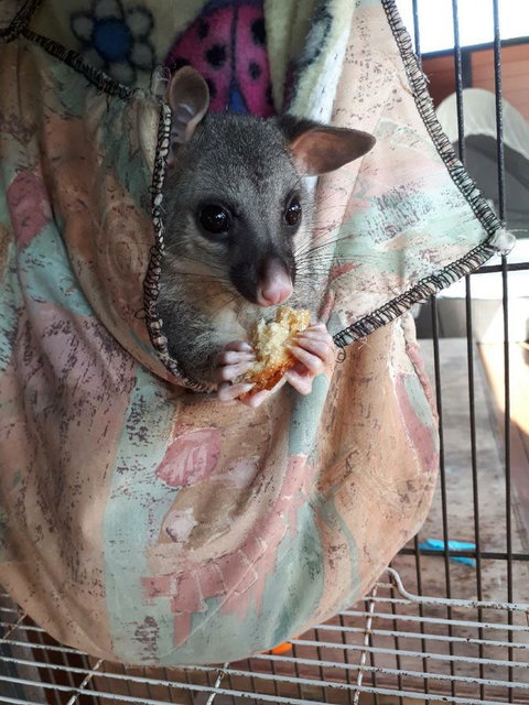Airlie Beach Eco Cabins - Adults Only - Accommodation Whitsundays 27
