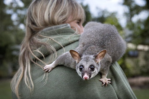Airlie Beach Eco Cabins - Adults Only - Accommodation Whitsundays 3