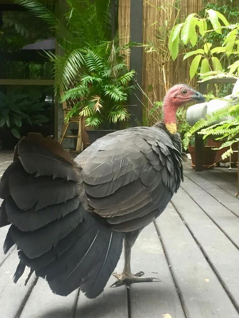Noosa Hinterland Retreat - Accommodation Whitsundays 9