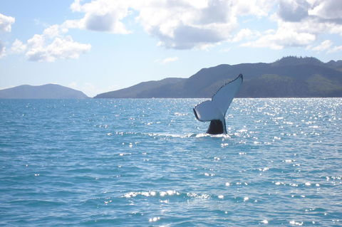 Marina View Apartment - Accommodation Whitsundays 9