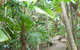 Port Douglas Retreat - thumb 18