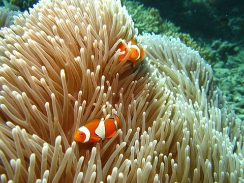 Port Douglas Retreat - Accommodation Whitsundays 16